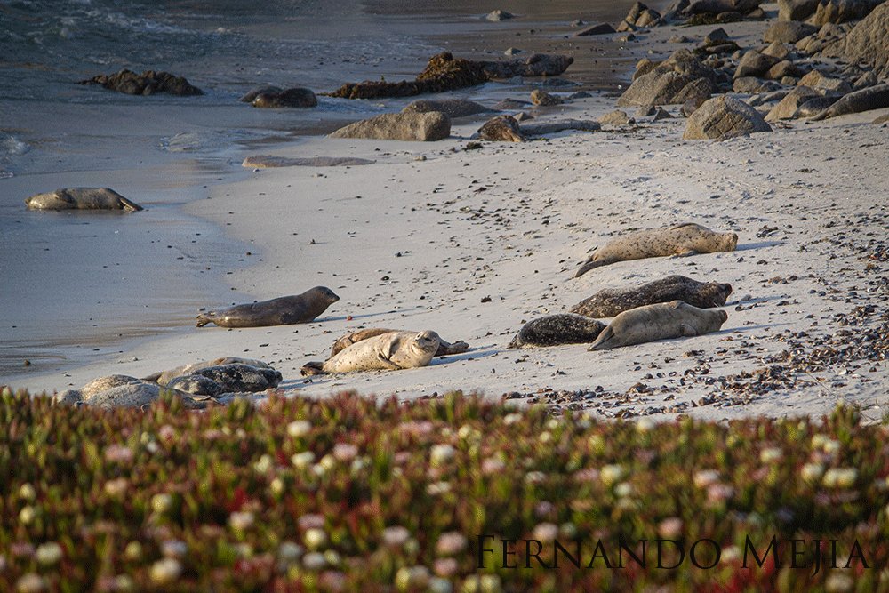 Harbor seals laying out on the shore among rocks and pebbles.