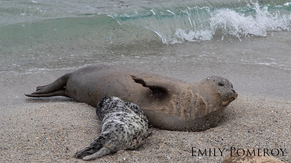 Harbor seal mother and pup nursing at the shoreline.