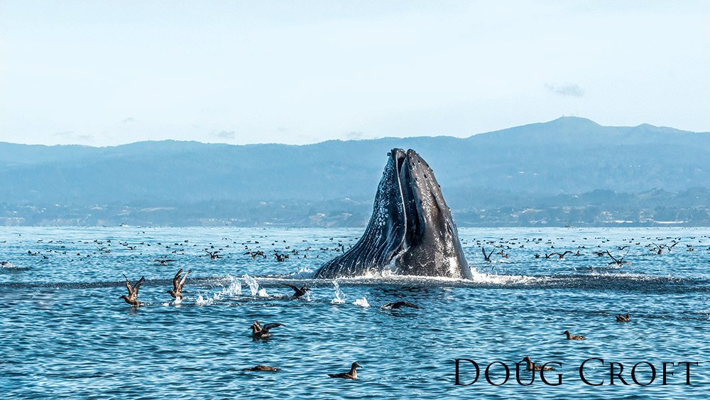 A humpback whale breaching at the surface surrounded by seabirds.