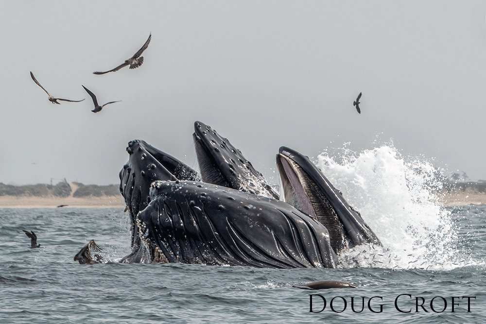 A group of humpback whales feeding alongside dolphins and birds.