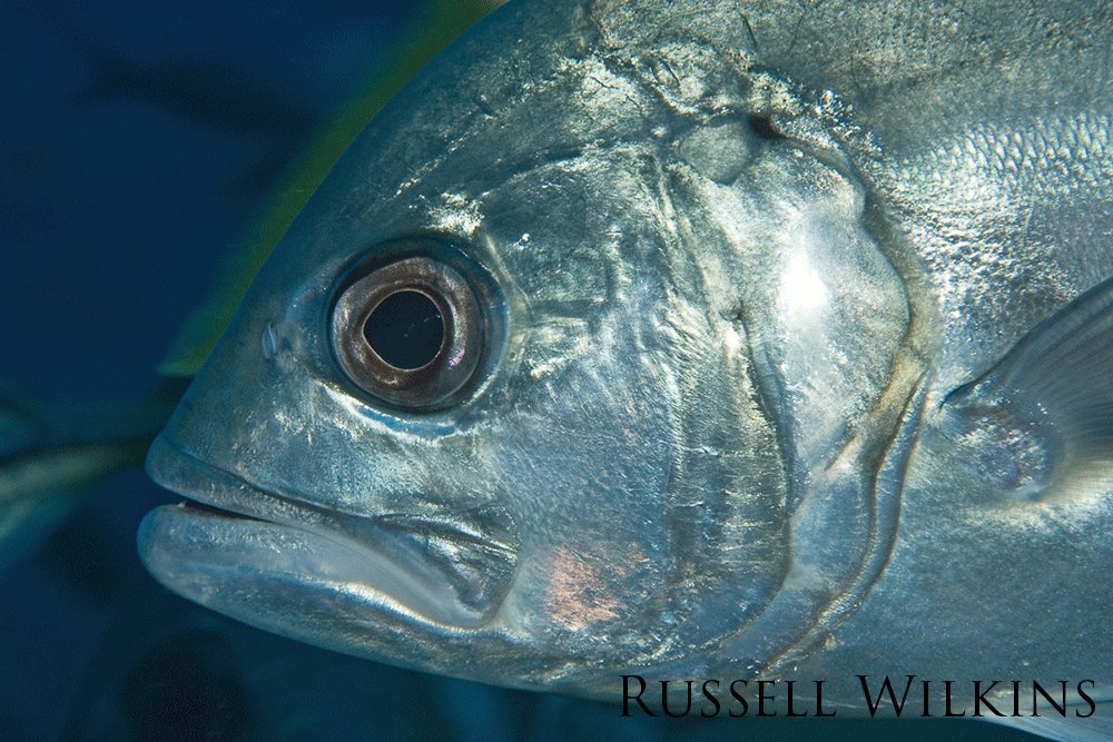 Up close view of a jackfish eye.