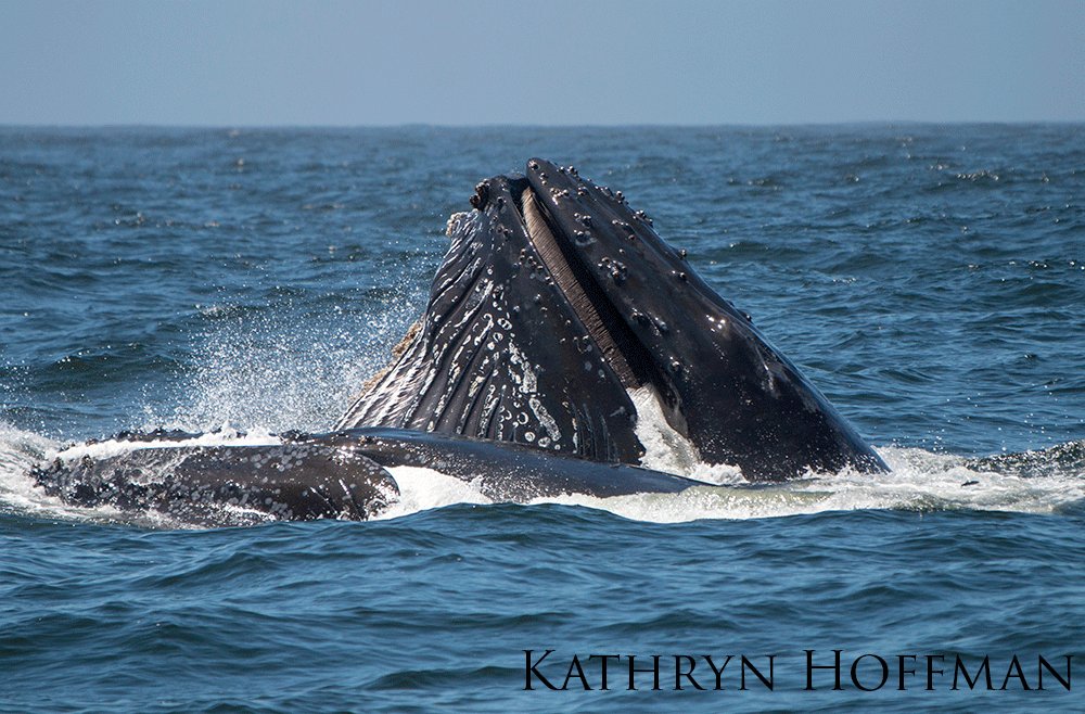 Humpback whales feeding at the water surface.