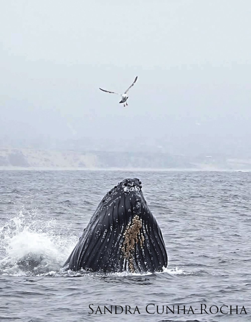 Humpback whale breaching as a gull flies overhead.
