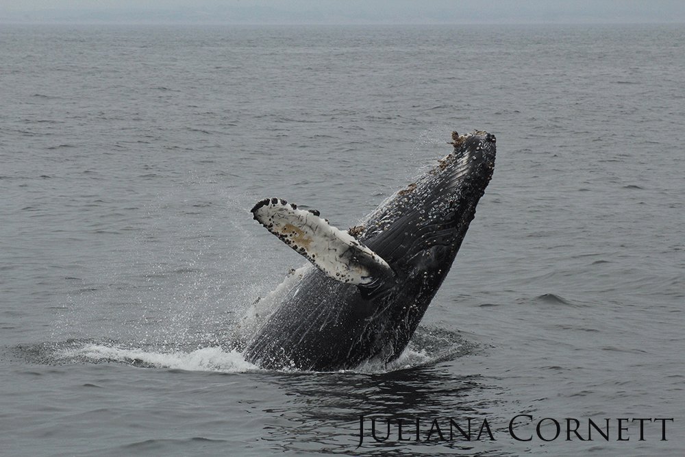 Humpback whale jumping backwards out of the water.