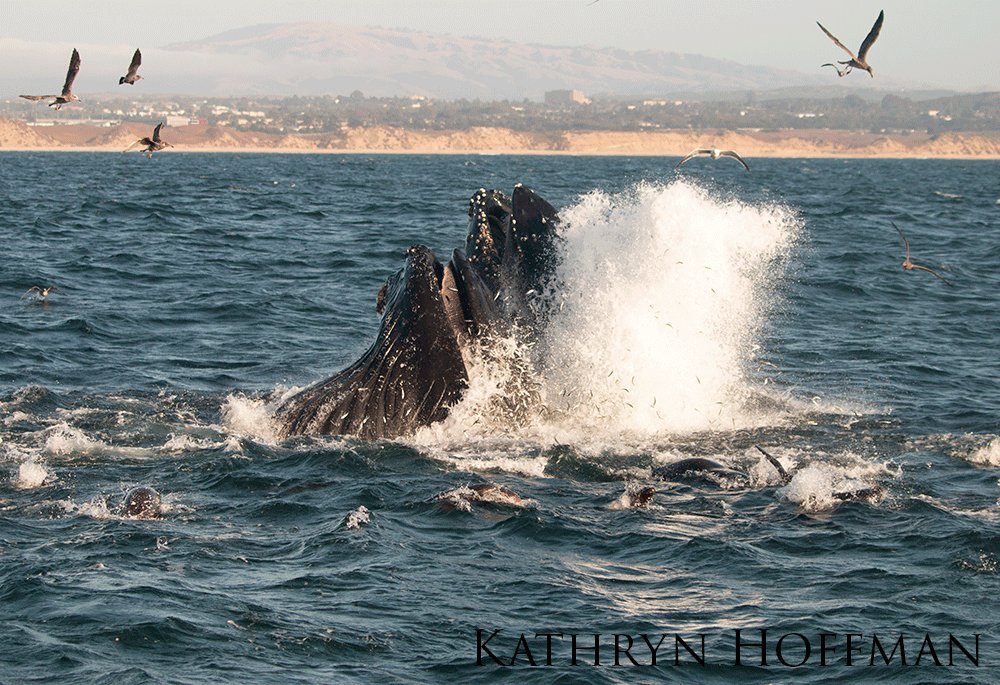 Humpback whales feeding alongside sea lions with water splashing up around them.
