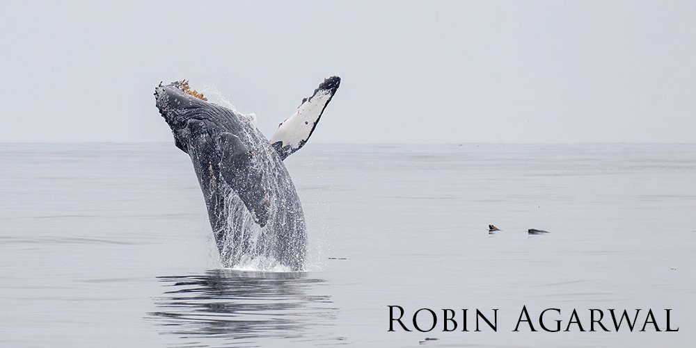 humpback breaching near two sea lions