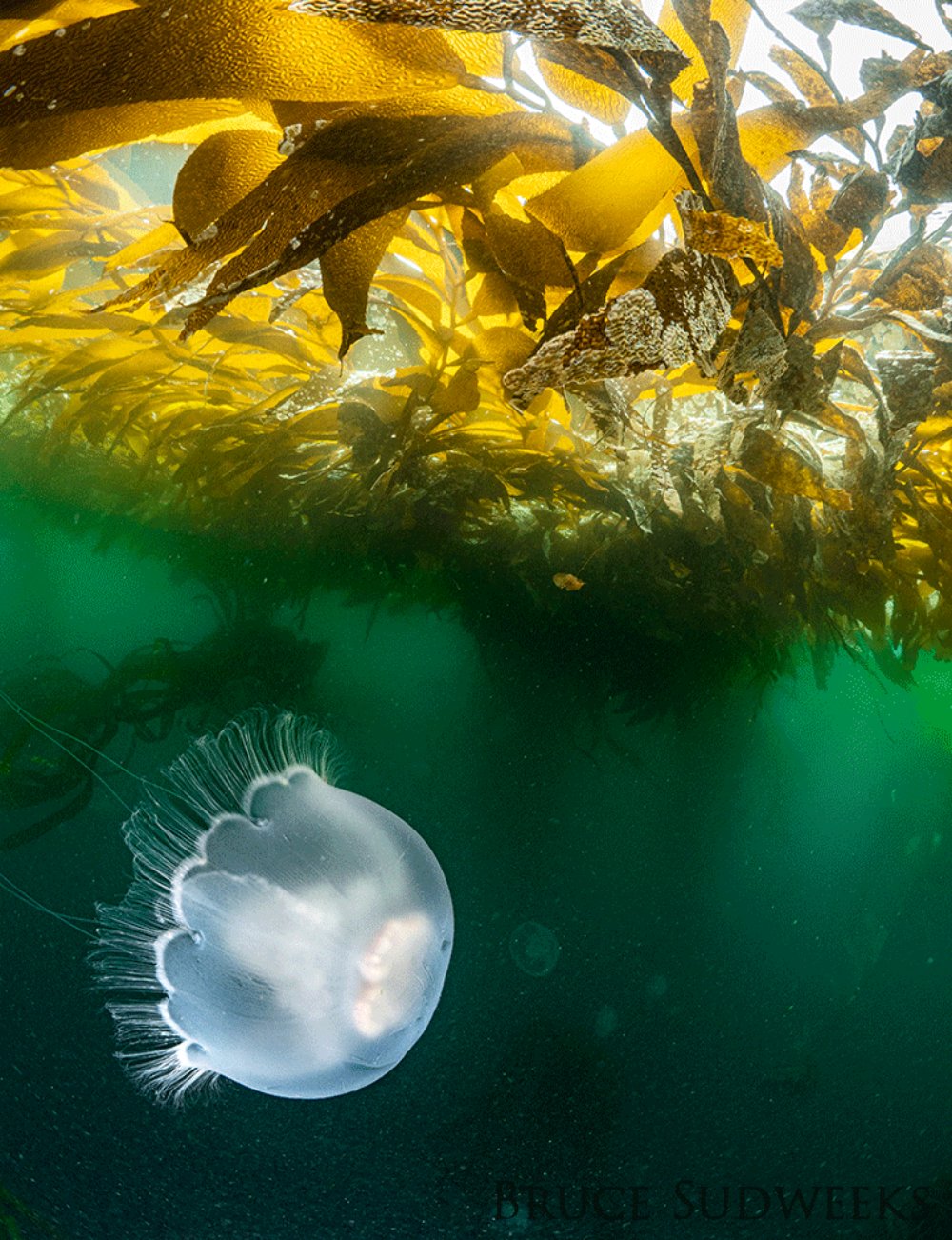 Moon Jellyfish swimming below kelp.