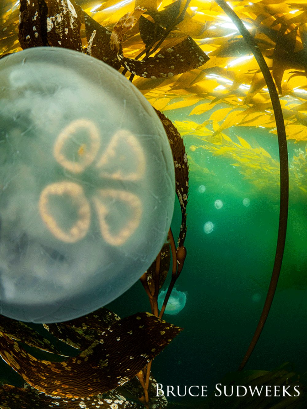 Moon Jellyfish swimming in the kelp forest.
