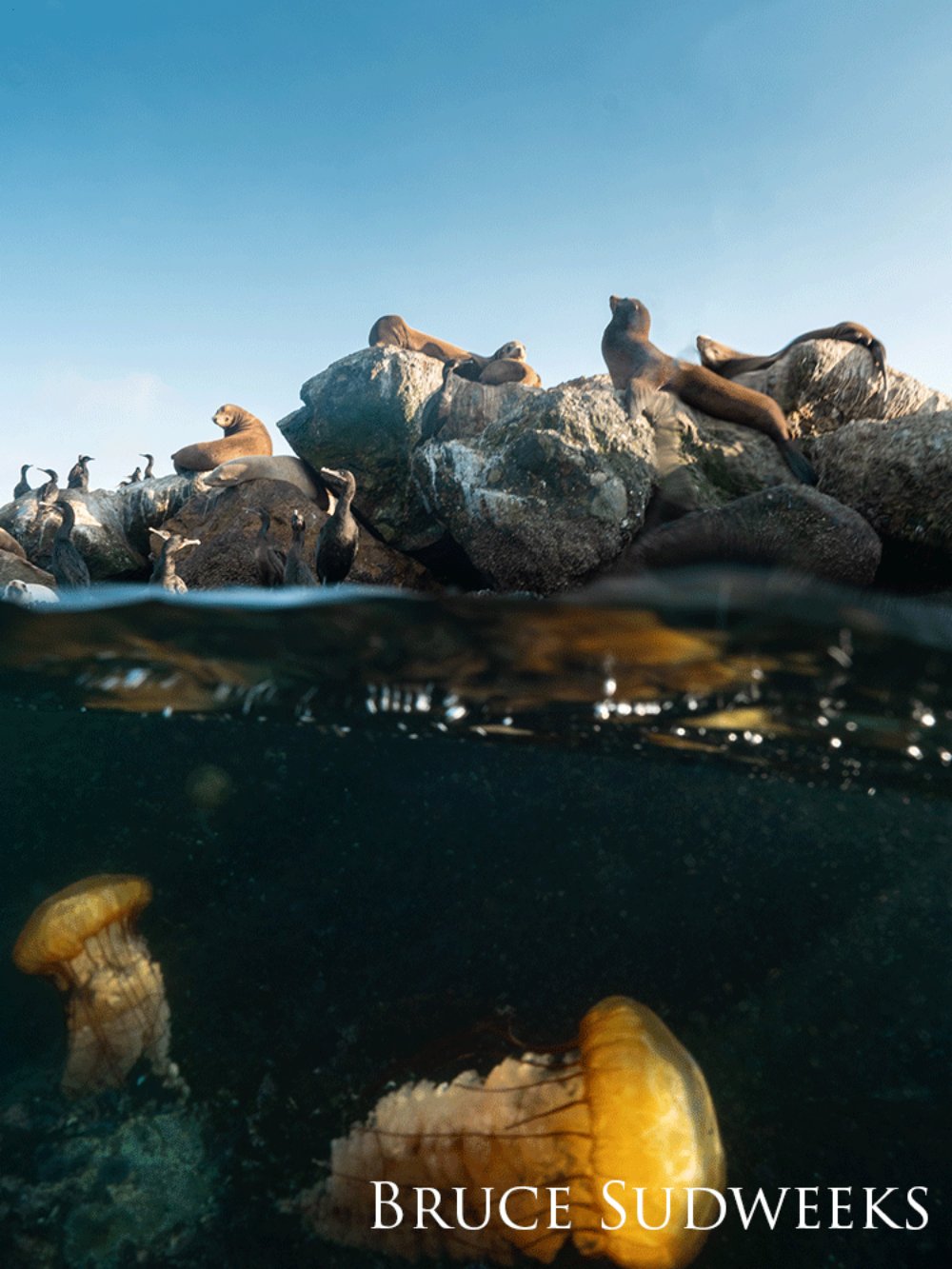 Jellyfish swim beneath California sea lions.