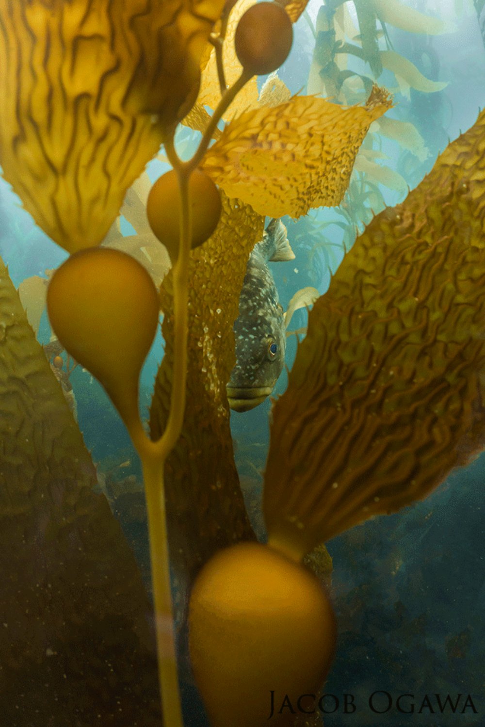 Bass hidden behind kelp.