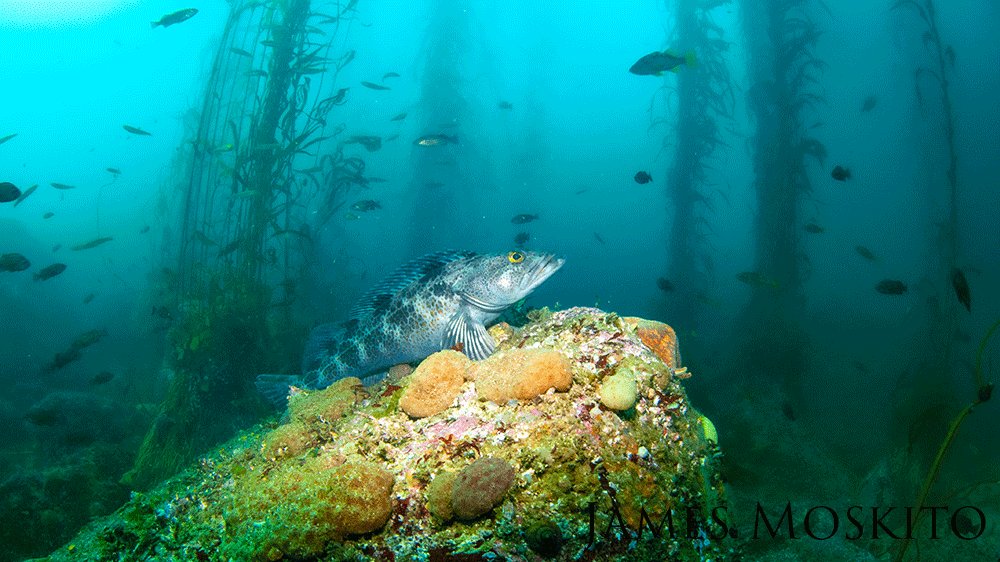 Lingcod in a kelp forest