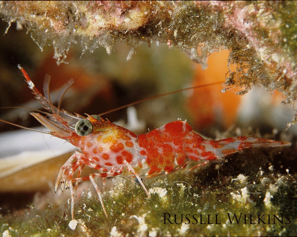 Up close of a red coral shrimp.