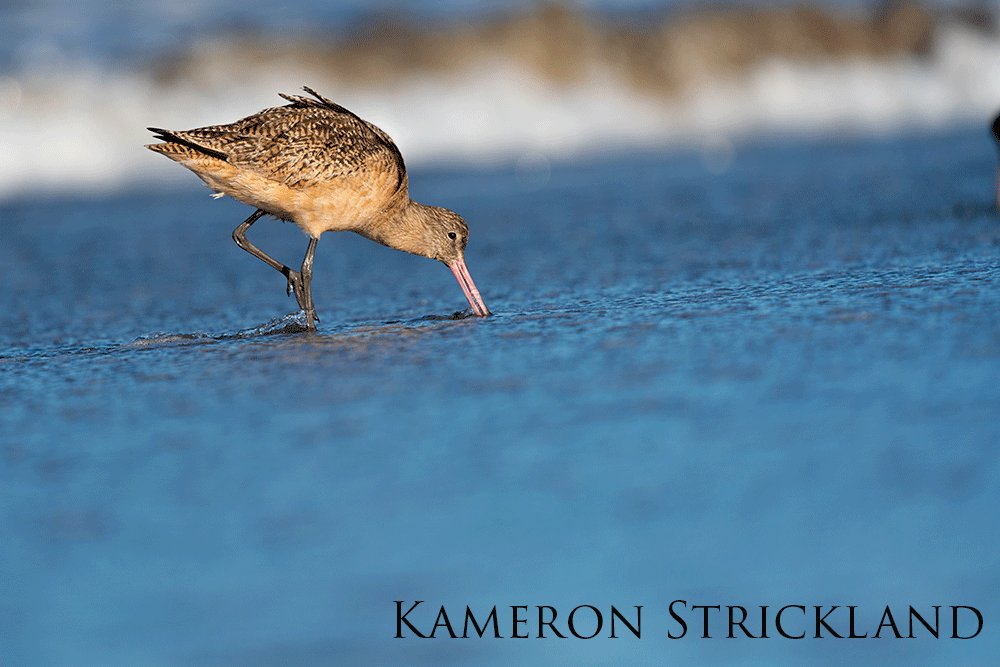 Godwit foraging in the surf.