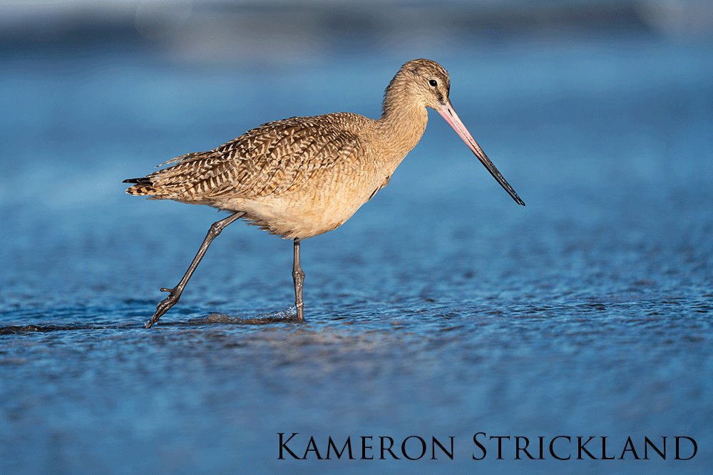 Godwit standing in the surf.