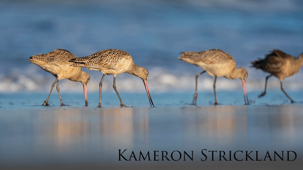Many godwits foraging in the surf.
