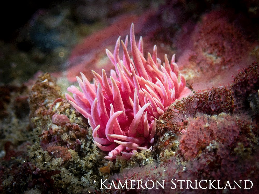 Rose nudibranch in nestled in the reef.