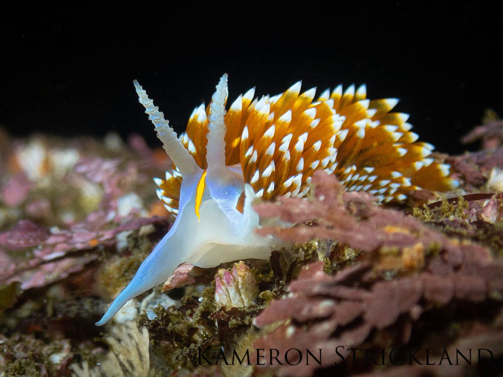 Opalescent nudibranch on the rocks.
