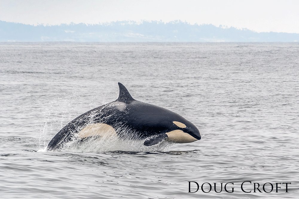 Orca jumping fully out of water.