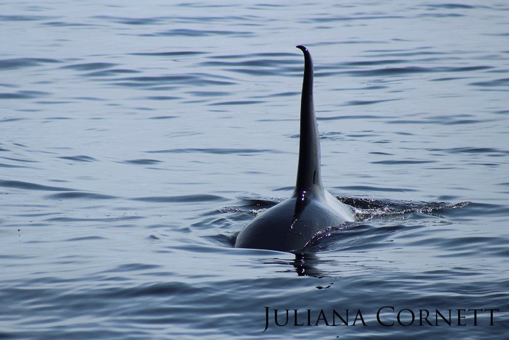 Orca dorsal fin sticking above the water.