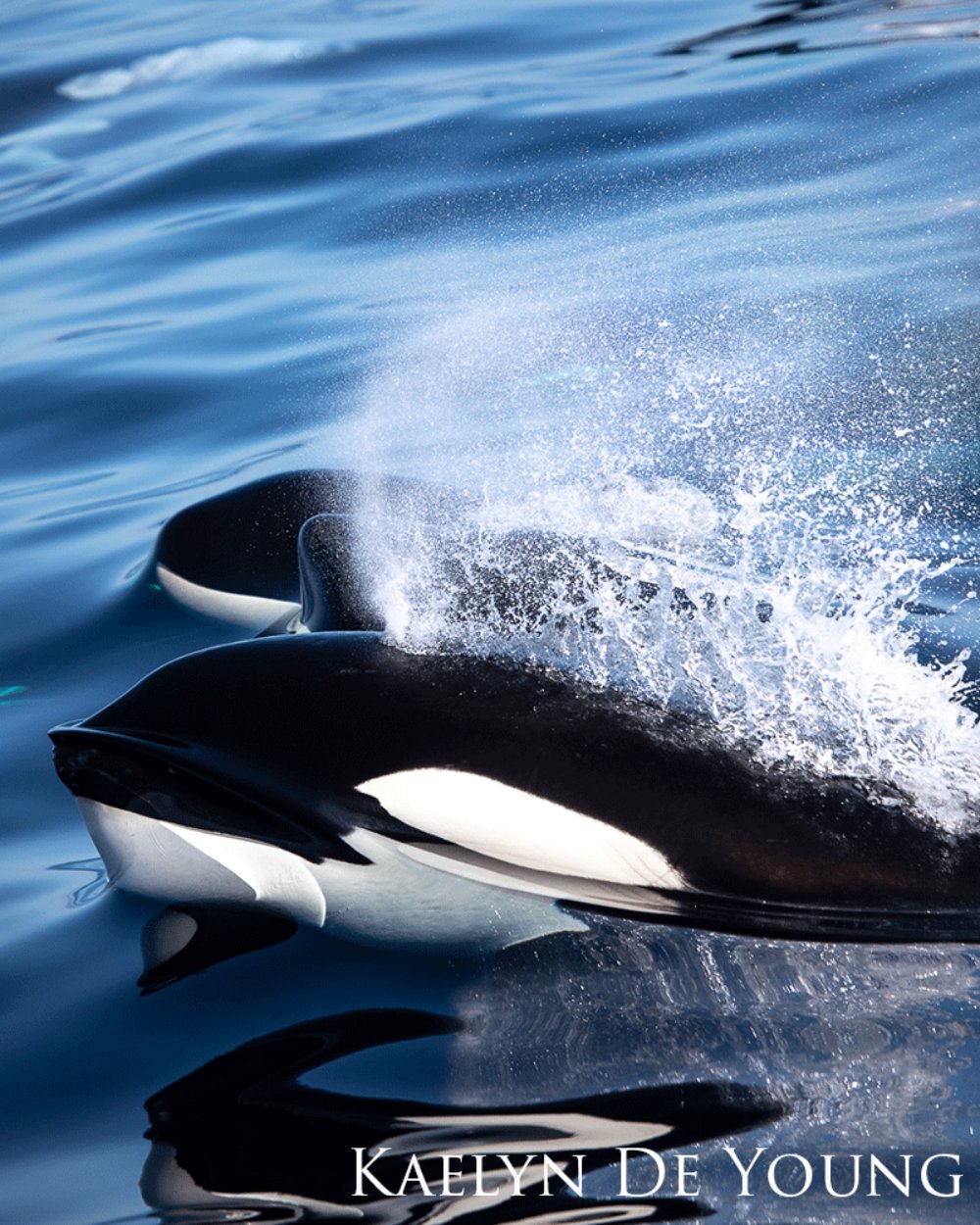 Orca whales swimming above water surface and spurting water from blowhole.