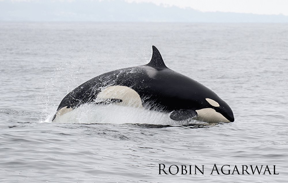 Female orca follwing her pod.