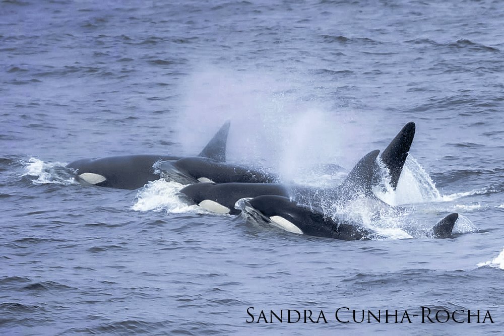 A pod of Orcas breaching and spurting water from their blowholes.