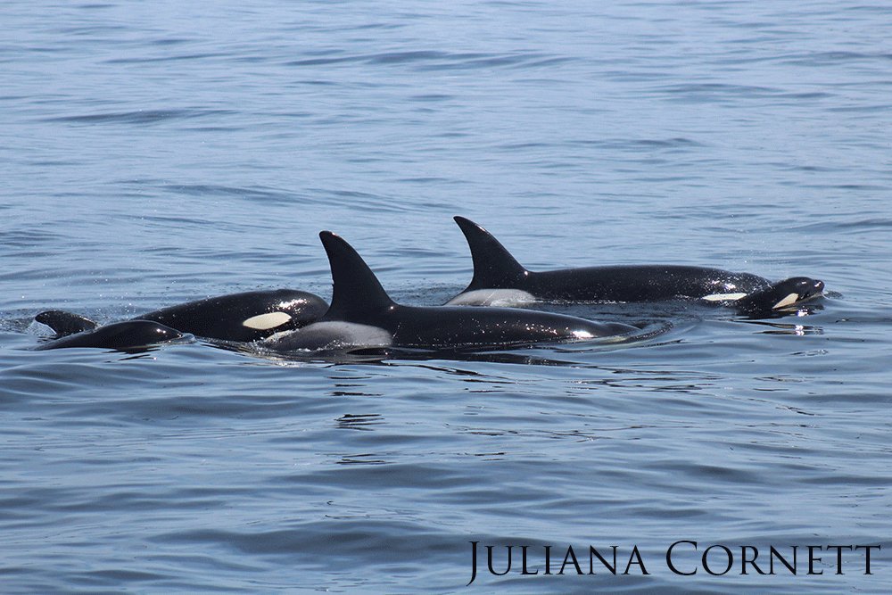 A pod of five Orcas including two calves.
