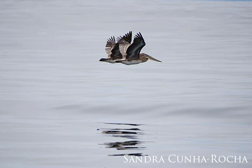 Two Brown Pelicans flying beside one another over the water.