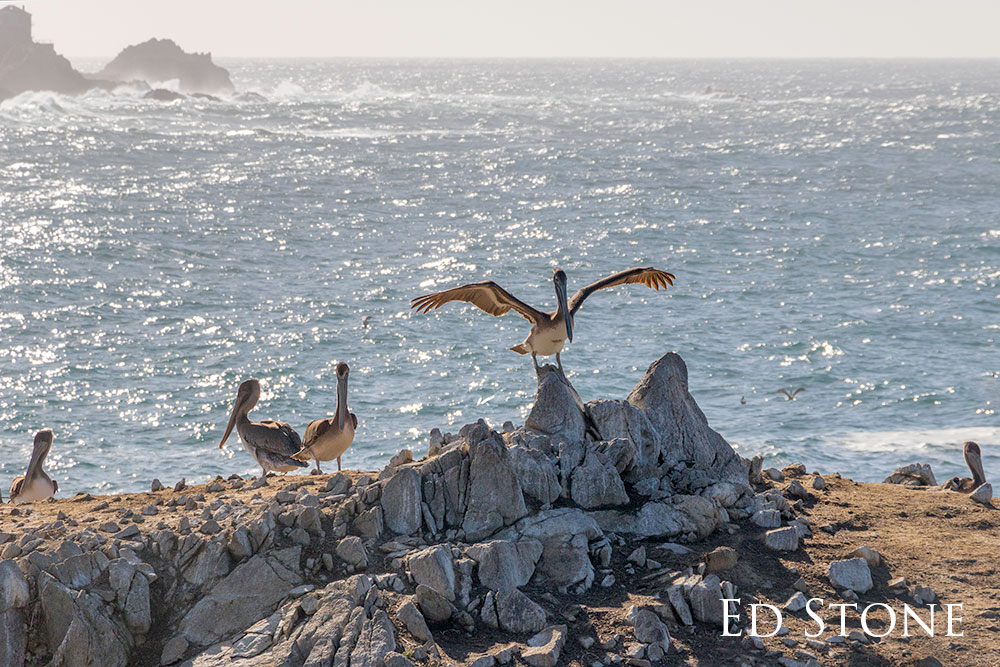 Brown pelicans by the water and one standing on a rock with wings outstretched.