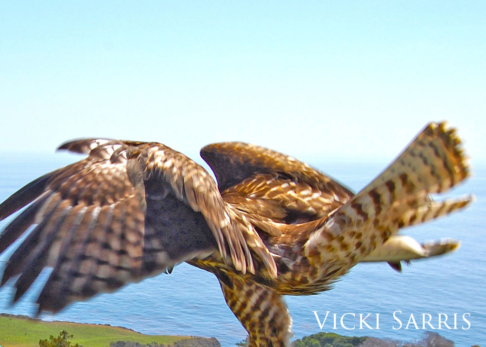 Peregrine falcon with open wings above the rocky coastline.