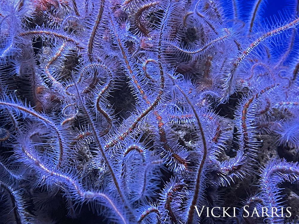 Spiny brittle star arms.