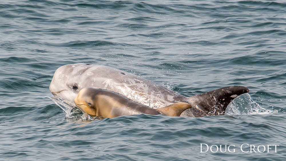 Risso's dolphin swimming above water with calf.