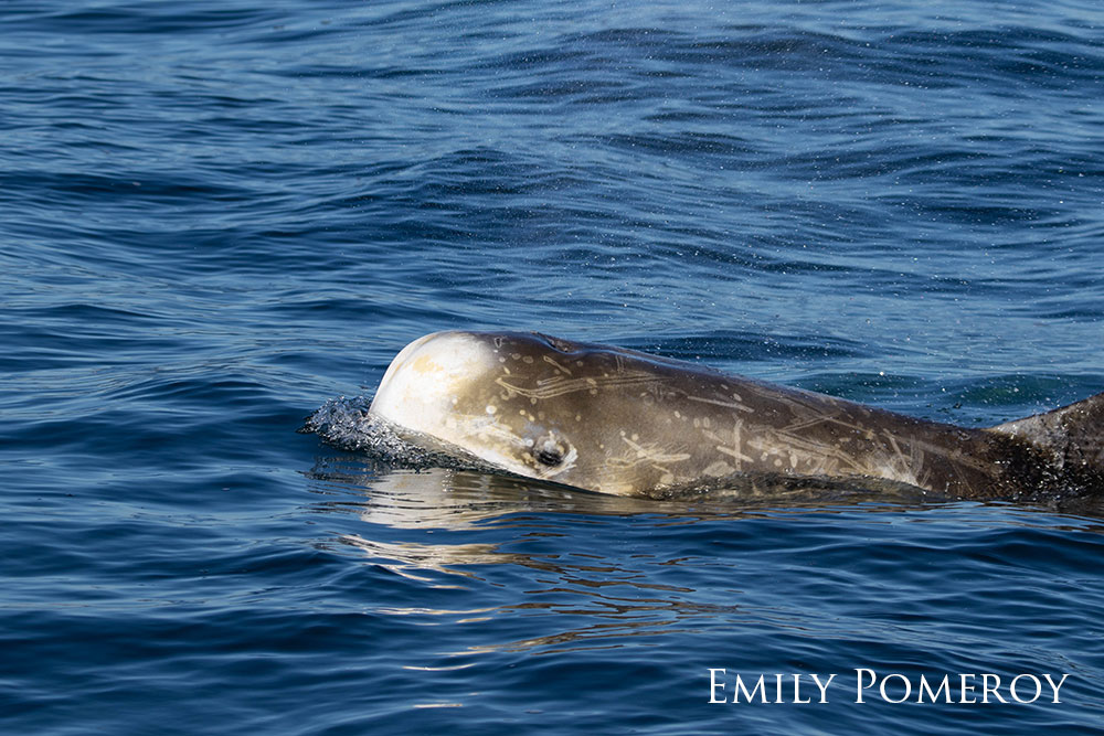 Risso's dolphin surfacing above the water.