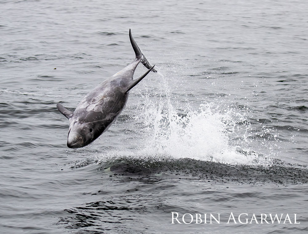 Risso dolphin leaping to flee an unseen orca.