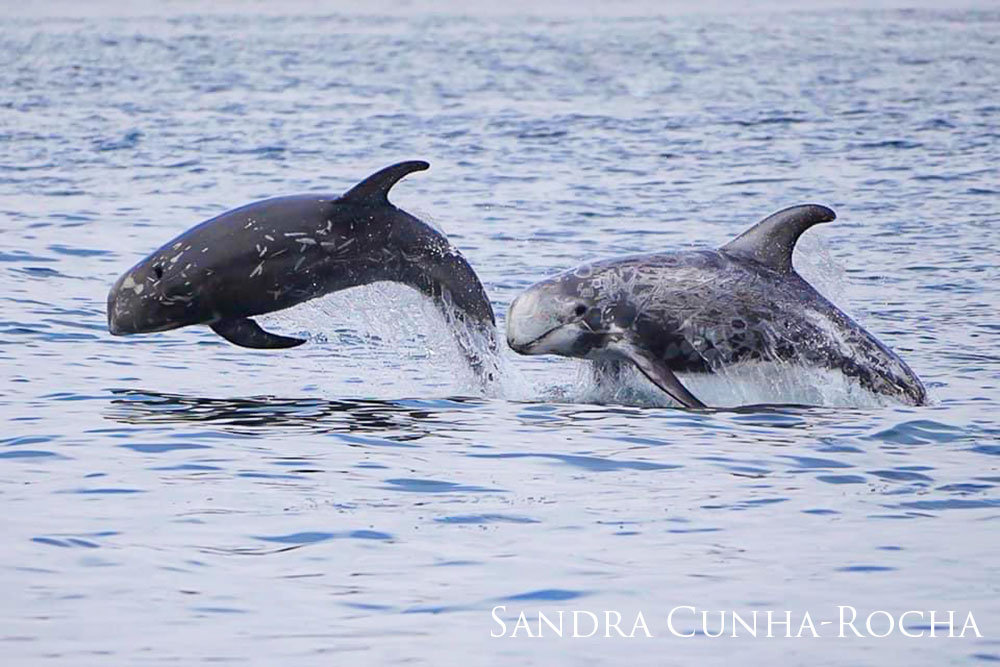 Two Risso's dolphins jumping out of the water.