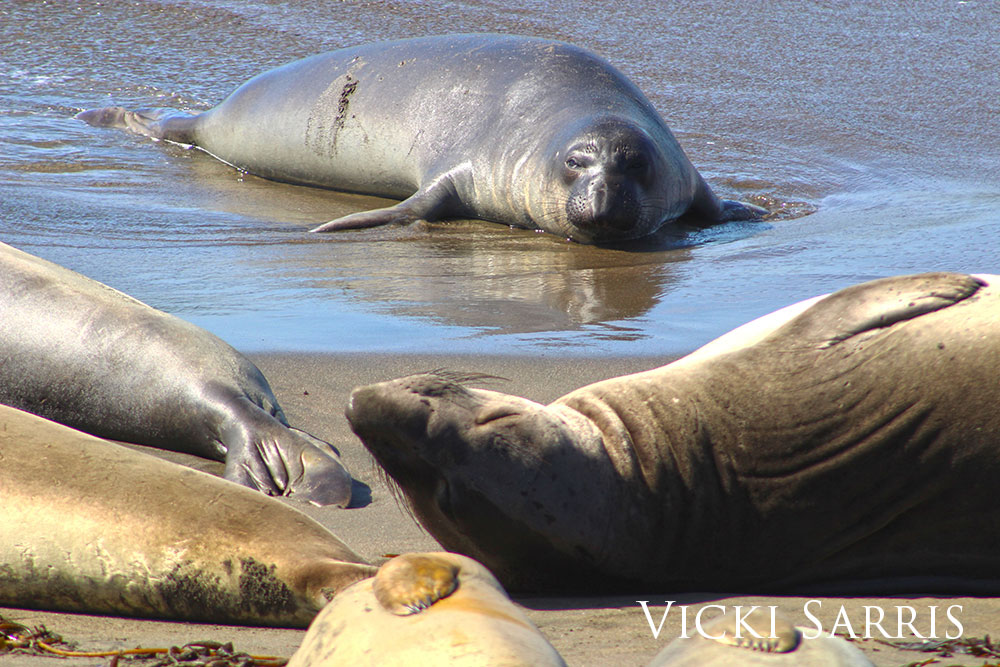 Northern elephant seal females resting on the beach and one in the water.