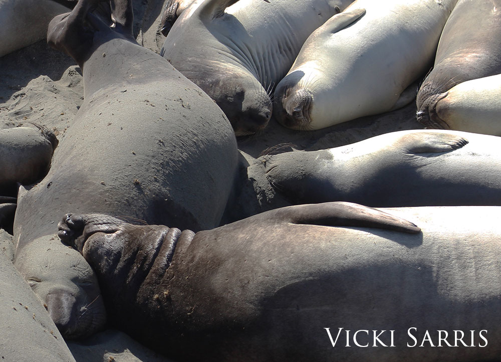 Northern elephant seal females resting on the sand.