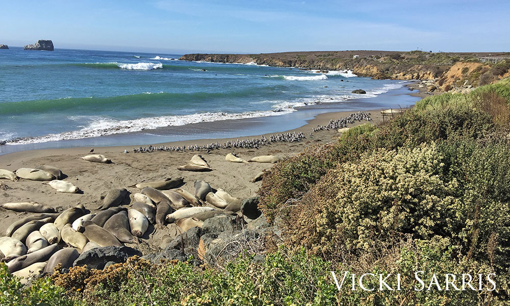 Long coastline of northern elephant seals laying out in the sun.