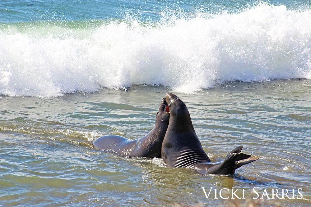 Two northern elephant seals playing by the waves at the shore.
