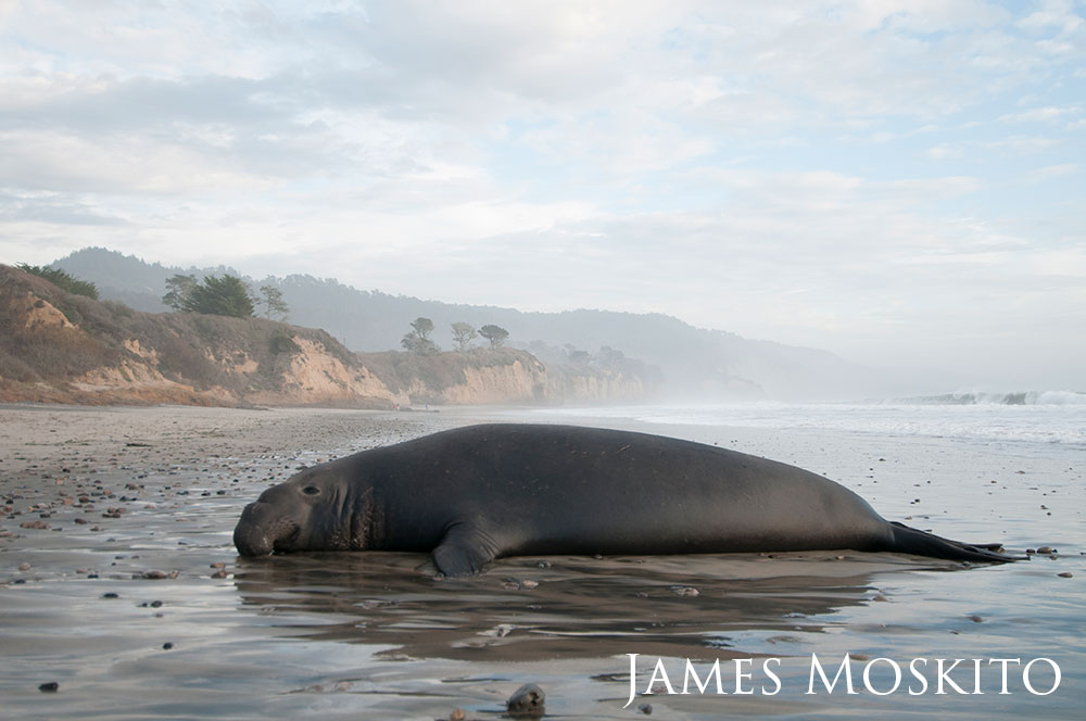 Male northern elephant seal laying out along the shore.