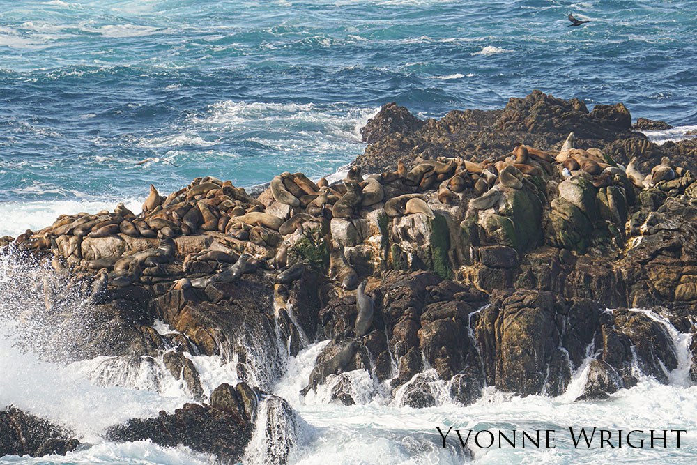 A hoard of California sea lions laying on a rock.
