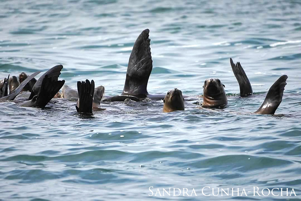Sea lions out in the water with their flippers up.