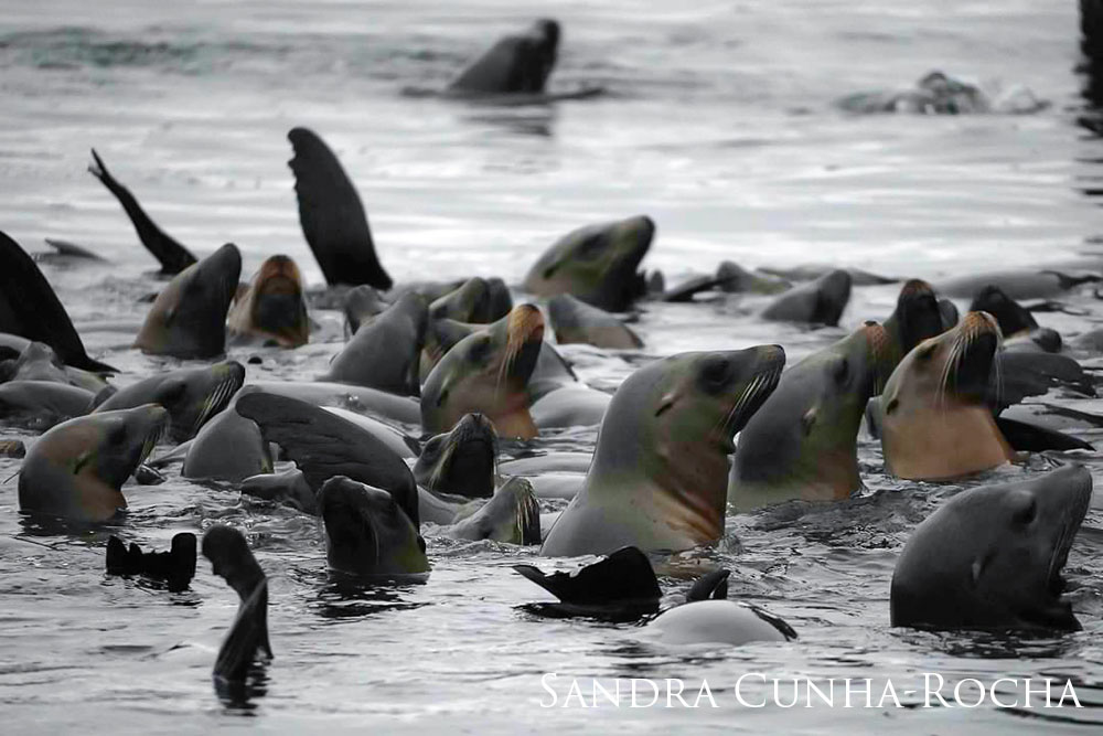 A group of sea lions in the water with their heads out.