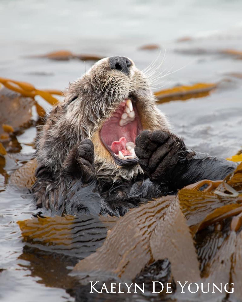 Yawning sea otter among floating kelp.