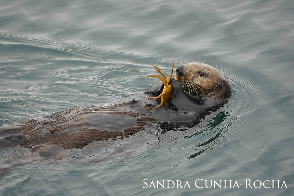 Sea otter on back in the water eating a crab.
