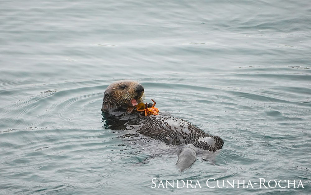 Sea otter on back in the water with mouth open eating a crab.