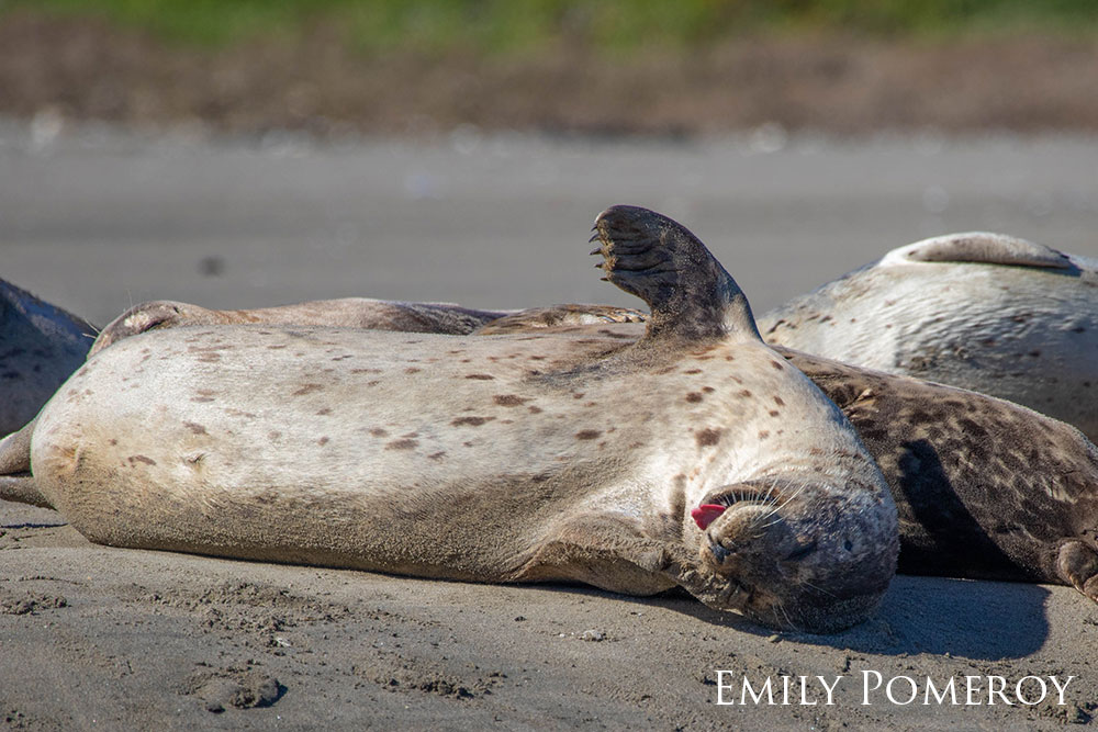 Harbor seal laying on its back with its tongue sticking out.