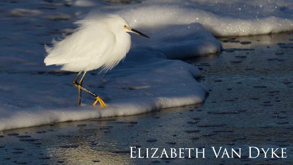 Snowy Egret standing in the sea foam