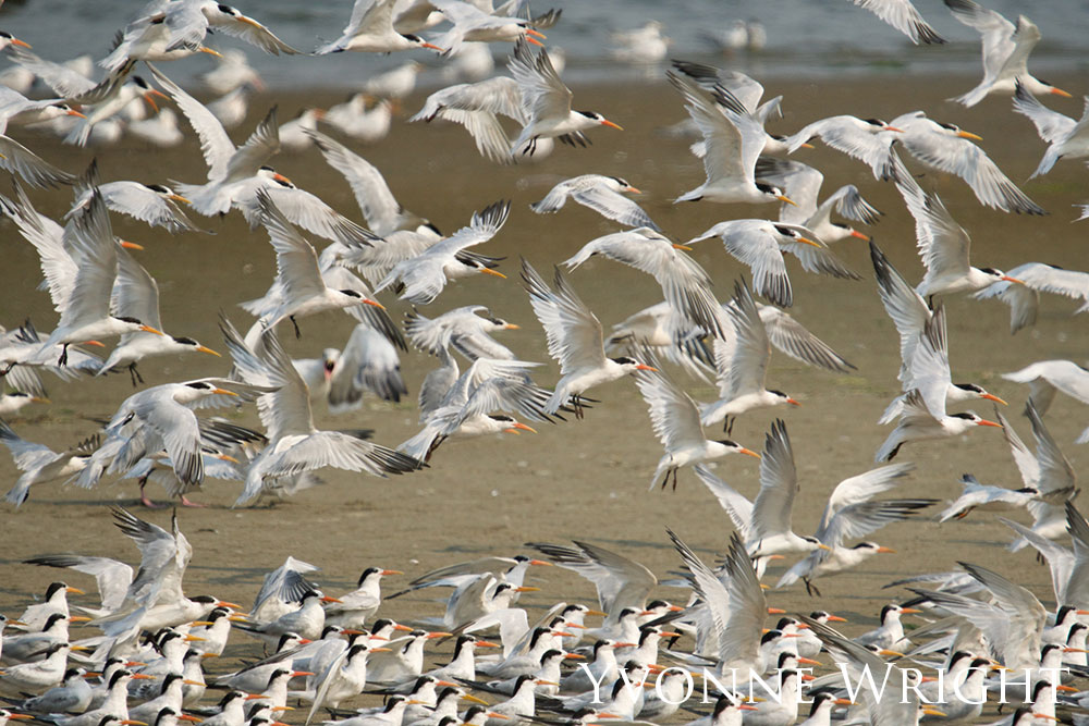 Elegant Tern flock flying over beach.