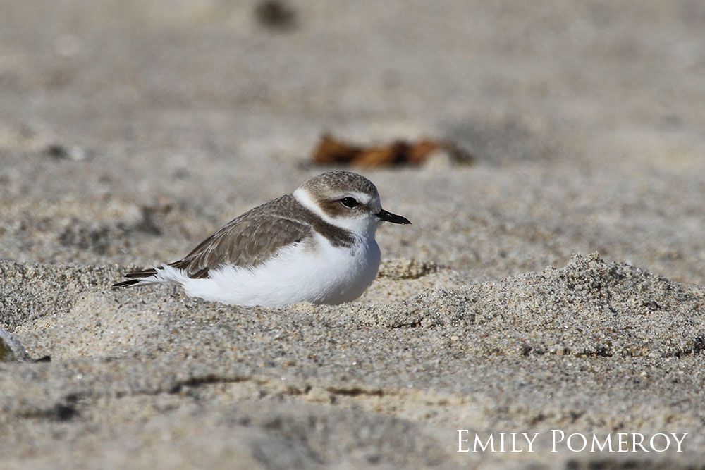Western snowy plover sitting in the sand.